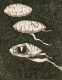 Larger/Small drawing 4 by steve newton, Drawing, Pen on Paper